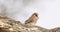 A common kestrel perched up a tree