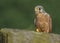 Common kestrel perched on a wall