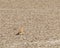 A Common kestrel perching