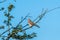 Common kestrel perching on tree branch