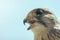 Common Kestrel Portrait Beak Wide Open Falco tinnunculus