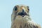 Common Kestrel Portrait Beak Wide Open Falco tinnunculus