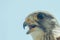 Common Kestrel Portrait Beak Wide Open Falco tinnunculus