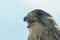 Common Kestrel Portrait Beak Wide Open Falco tinnunculus