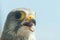 Common Kestrel Portrait Beak Wide Open Falco tinnunculus