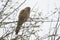 Common kestrel raptor on babool tree