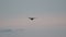 Common Kestrel silhouette in flight falco tinnunculus hovering in the sky looking down for food