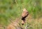 Common kestrel sits on the tree