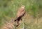 Common kestrel sits on the tree