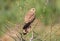 Common kestrel sits on the tree