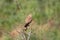 Common kestrel sits on the tree with blurred green background