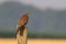 A Common Kestrel sitting on a wooden pole