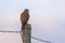 A Common Kestrel sitting on a wooden pole