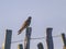 A Common Kestrel sitting on a wooden pole