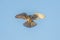 Common kestrel soaring through the air against a backdrop of a brilliant blue sky