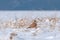 Common kestrel standing in snow and searching for food