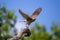 The common kestrel taking off up close