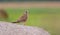 Common kestrel - Turmfalke - Falco tinnunculus