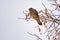 Common kestrel on a twig - Turmfalke (Falco tinnunculus)