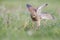 A common kestrel viewed from a low angle stretching its wings in the grass in Germany.