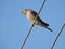 Common kestrel watching the street below