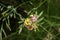 Common kidney vetch