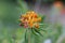 Common kidney vetch Anthyllis vulneraria var. coccinea, a bright orange flower