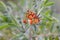 Common kidney vetch Anthyllis vulneraria var. coccinea, orange budding flower