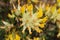 `Common Kidney Vetch` flower - Anthyllis Vulneraria