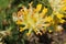 `Common Kidney Vetch` flower - Anthyllis Vulneraria