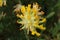 `Common Kidney Vetch` flower - Anthyllis Vulneraria