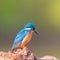 Common kingfisher