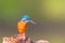 Common kingfisher