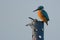 Common Kingfisher