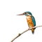 Common Kingfisher