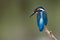 Common Kingfisher