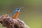 Common kingfisher