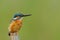 Common Kingfisher