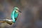 Common Kingfisher, alcedo atthis