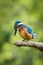 The Common Kingfisher, alcedo atthis