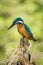 The Common Kingfisher, alcedo atthis