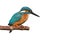 Common Kingfisher (Alcedo atthis).