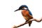 Common Kingfisher (Alcedo atthis).