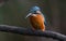 The Common Kingfisher (Alcedo atthis)