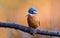 The Common Kingfisher (Alcedo atthis)