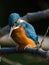 The Common Kingfisher (Alcedo atthis)