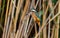 Common Kingfisher, Alcedo atthis. A bird sits on a reed stalk near the water and waits until a fish shows up to dive into the