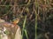 Common Kingfisher Alcedo atthis Female Slab