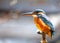 Common Kingfisher (Alcedo atthis) - Jewel of the Waters