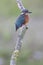 A Common Kingfisher alcedo atthis perched on a branch waiting for the moment to catch a fish.